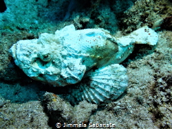 Reef Stonefish - Synanceia verrucosa by Jimmela Sabanate 
